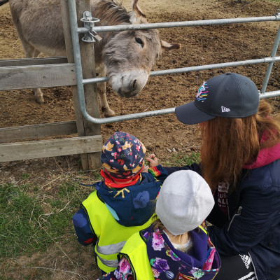 Besuch beim Esel
