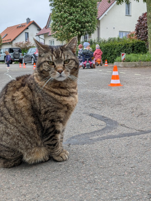 Churchill ist immer dabei